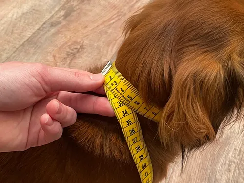 Measuring a dog's neck: what do I pay attention to?