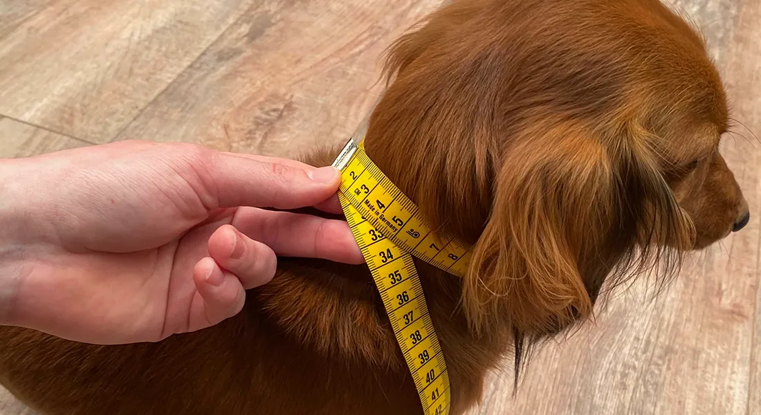 Measuring a dog's neck: what do I pay attention to?