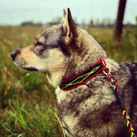 Hond Dude met Kipi halsband en lijn van Paracord