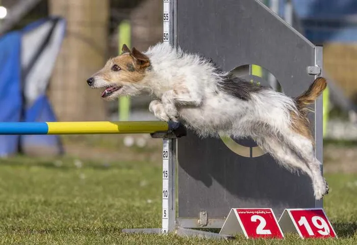 Nina in the middle of a jump during dog agility