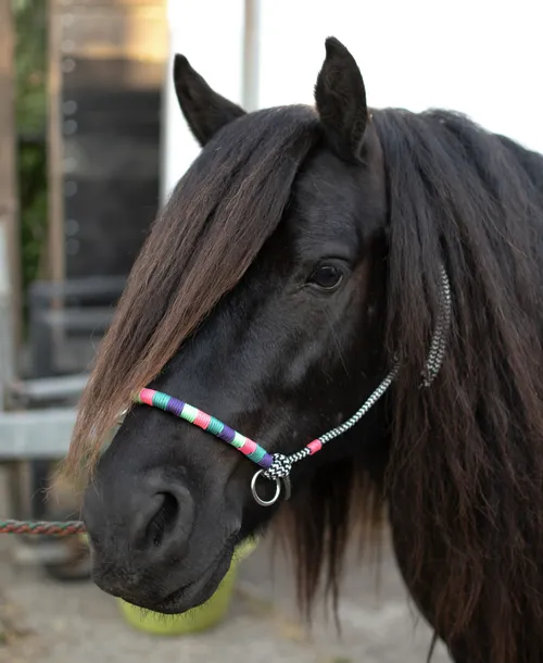 Dark horse with rope halter in bright colours