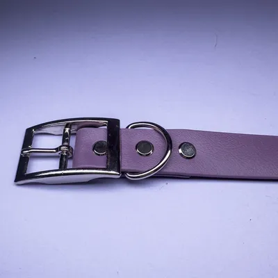 biothane coated webbing dog collar